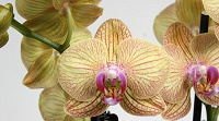 Отдается в дар растения: орхидеи под восстановление