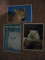 Отдается в дар карманные календарики с кошками
