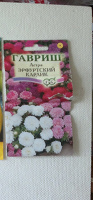 Отдается в дар семена астр