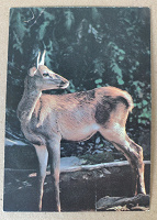Отдается в дар Фотооткрытка оленёнок, 1989