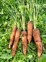Отдается в дар Морковь с огорода