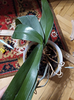Отдается в дар Орхидея фаленопис на реанимацию