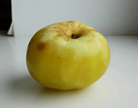 Отдается в дар Пара кг желтых яблок