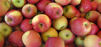 Отдается в дар 1-1,5 кг мелких, но сладких яблок
