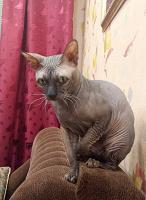 Отдается в дар Кот Каспер сфинкс