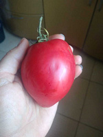 Отдается в дар Семена помидоров «batle»