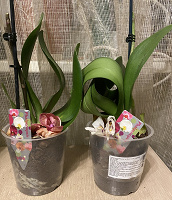 Отдается в дар Цветы-орхидеи