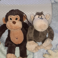 Отдается в дар две обезьянки