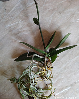 Отдается в дар Отдам орхидею