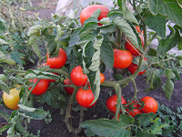 Отдается в дар Семена суперских помидоров со своего огорода
