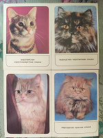 Отдается в дар Набор открыток Кошки