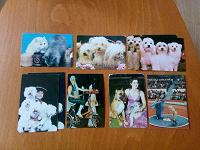 Отдается в дар карманные календарики кошки собаки цирк