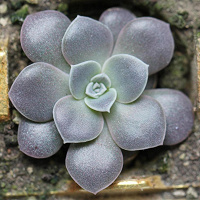 Отдается в дар Эхеверия echeveria diffractens и Echeveria Perle von Nurnberg