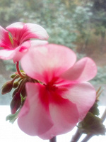 Отдается в дар Герань (пеларгония) ярко-розовая (как цветы флокса). Срез.