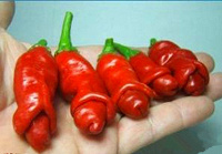 Отдается в дар Семена декоративного перца Penis Chili Red