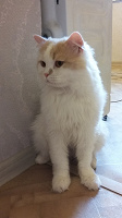Отдается в дар Супер котик