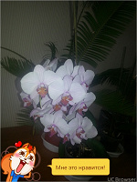 Отдается в дар Цветы, орхидея