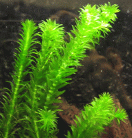 Отдается в дар Элодея и роголистник — аквариумные растения