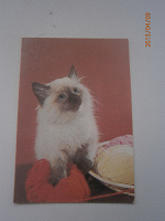 Отдается в дар Календарик с котенком, 1991 год