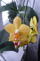 Отдается в дар Орхидеи — 4 шт.