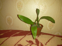 Отдается в дар Орхидея Rossioglossum grande