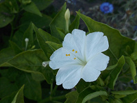 Отдается в дар Семена цветов Мирабилис или Ночная красавица (Белая)