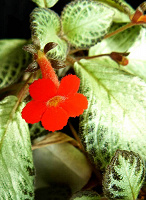 Отдается в дар Эписция медно-красная (Episcia cupreata)
