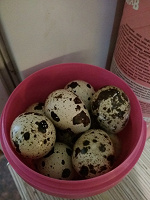 Отдается в дар Перепелиные яйца 20 шт