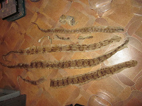 Отдается в дар змеинные шкурки от кусочков до 1.8м