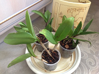 Отдается в дар Орхидея Каттлея «на восстановление»