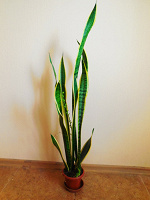 Отдается в дар Сансевиерия трехполосая разновидности Лаурентия (Sansevieria trifasciata var. Laurentii).