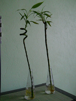 Отдается в дар «Бамбук Счастья» Lucky Bamboo