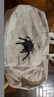 Отдается в дар Холщовая дорожная сумка с тарантулом