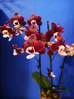 Отдается в дар орхидеи