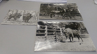 Отдается в дар Животные на открытках Болгария