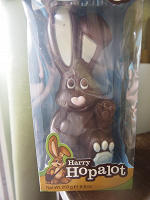 Отдается в дар Английский шоколадный кролик