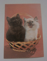Отдается в дар Календарик, котята, 1991 год