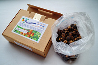 Отдается в дар Мыльные орехи Sapindus Trifoliatus