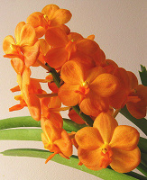Отдается в дар Орхидеи