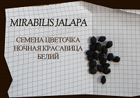 Отдается в дар Семена цветочка «Ночная красавица»