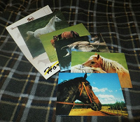 Отдается в дар Почтовые карточки с лошадьми