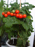 Отдается в дар Семена помидоров (балконные сорта)