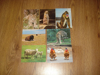 Отдается в дар открытки- Животные-