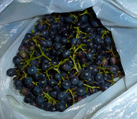 Отдается в дар Виноград СВОЙ дачный — в этом году урожай удачный