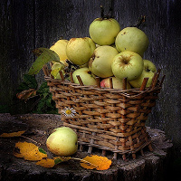 Отдается в дар 7 кг яблок сорта Антоновка