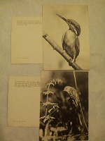 Отдается в дар Советские открытки с птицами.
