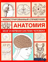 Отдается в дар Иллюстрированный справочник Анатомия