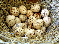 Отдается в дар Яйца перепелиные