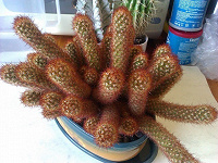 Отдается в дар Кактусята (Mammillaria elongata)