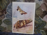 Отдается в дар открытка из набора «бабочки»???